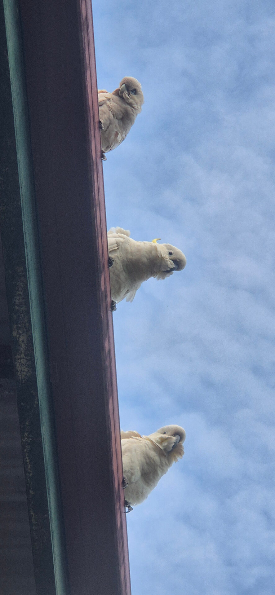Sulphur-crested cockatoos — native birds protected and monitored during construction clearing in South East Queensland
