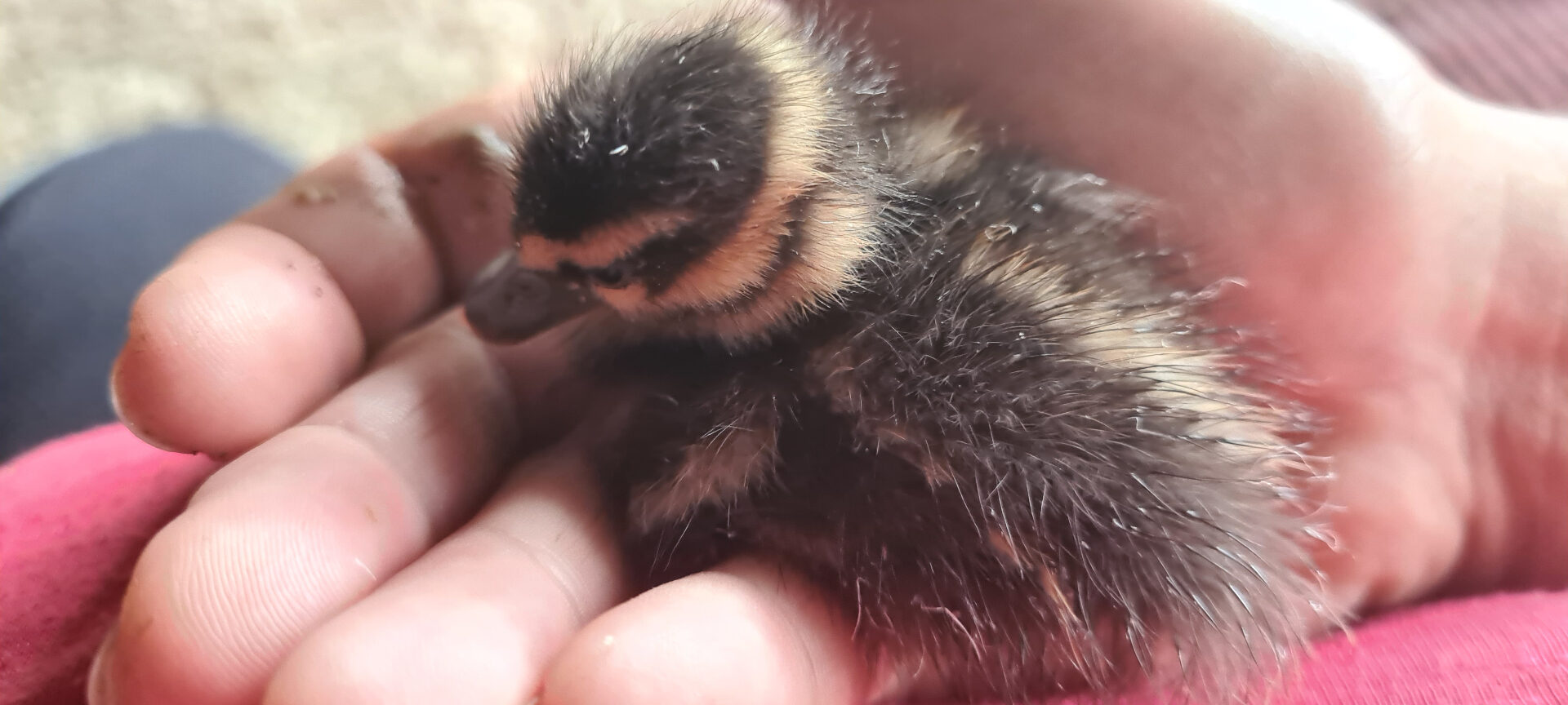 Native ducklings safely rescued and relocated from a development site by GoNative Environmental Services