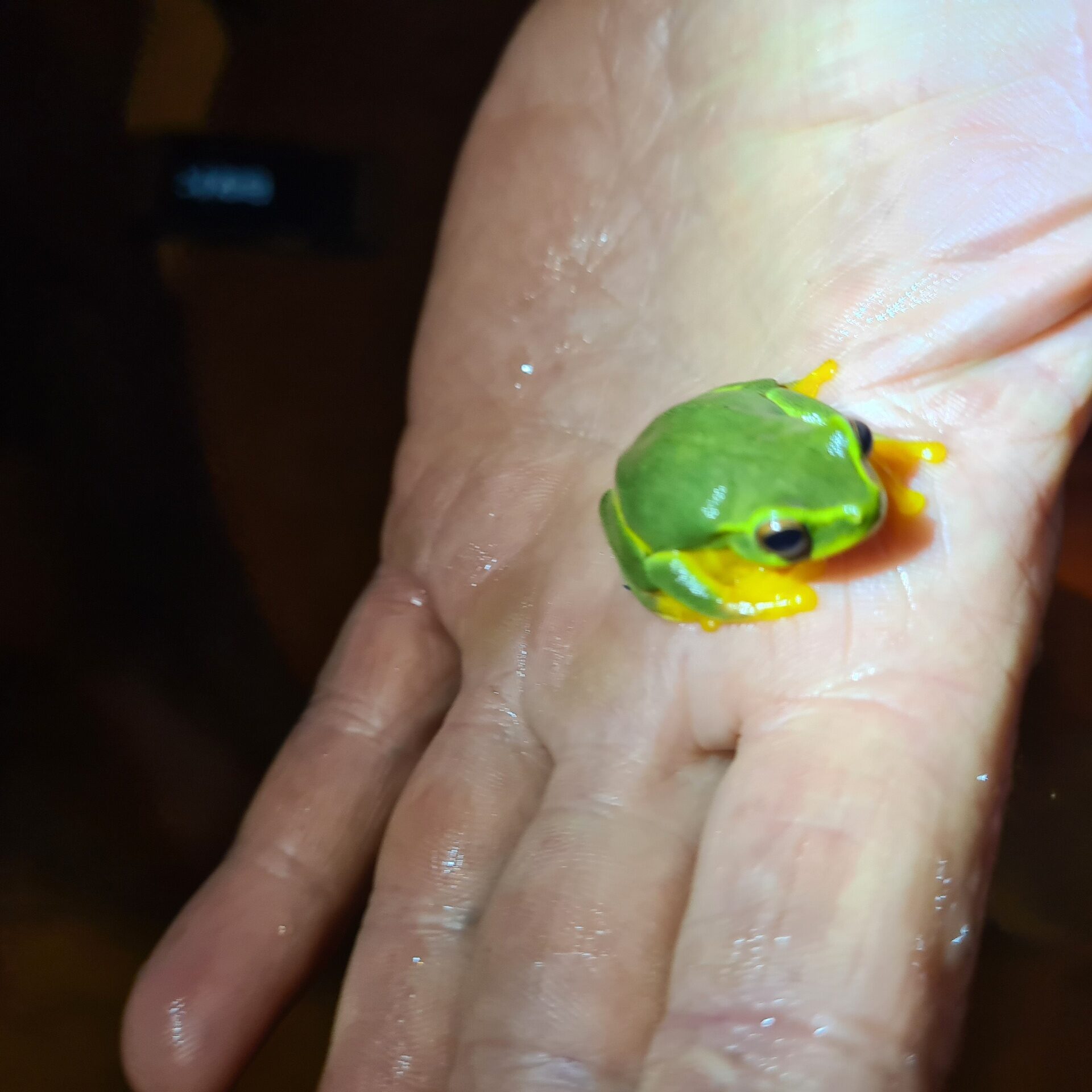 Green tree frog — protected native species identified and safely relocated during development clearing in SEQ