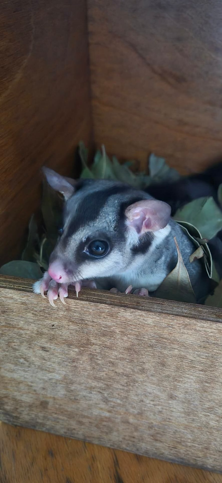 Sugar glider safely handled during site clearing by GoNative Environmental Services, licensed fauna spotter catchers in SEQ
