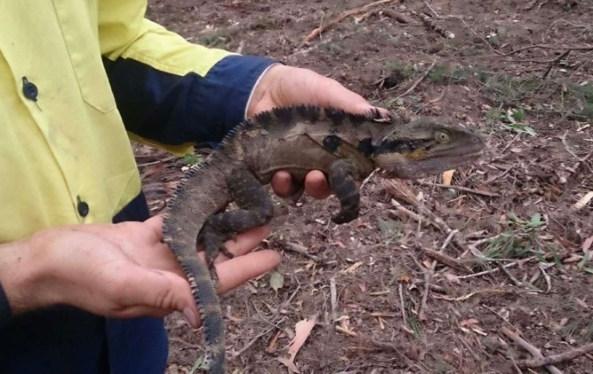 Native lizard identified and safely relocated by licensed wildlife professionals during construction works in Queensland