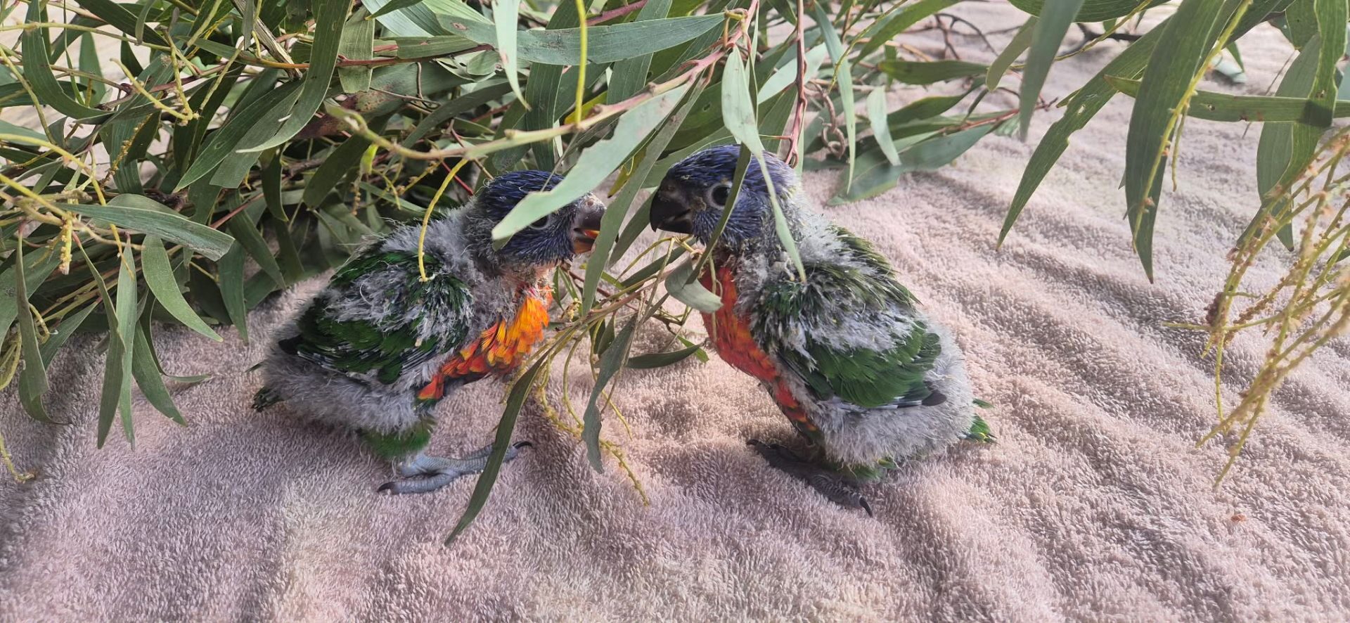 Rainbow lorikeets — protected native birds monitored and managed during construction works in SEQ by GoNative Environmental