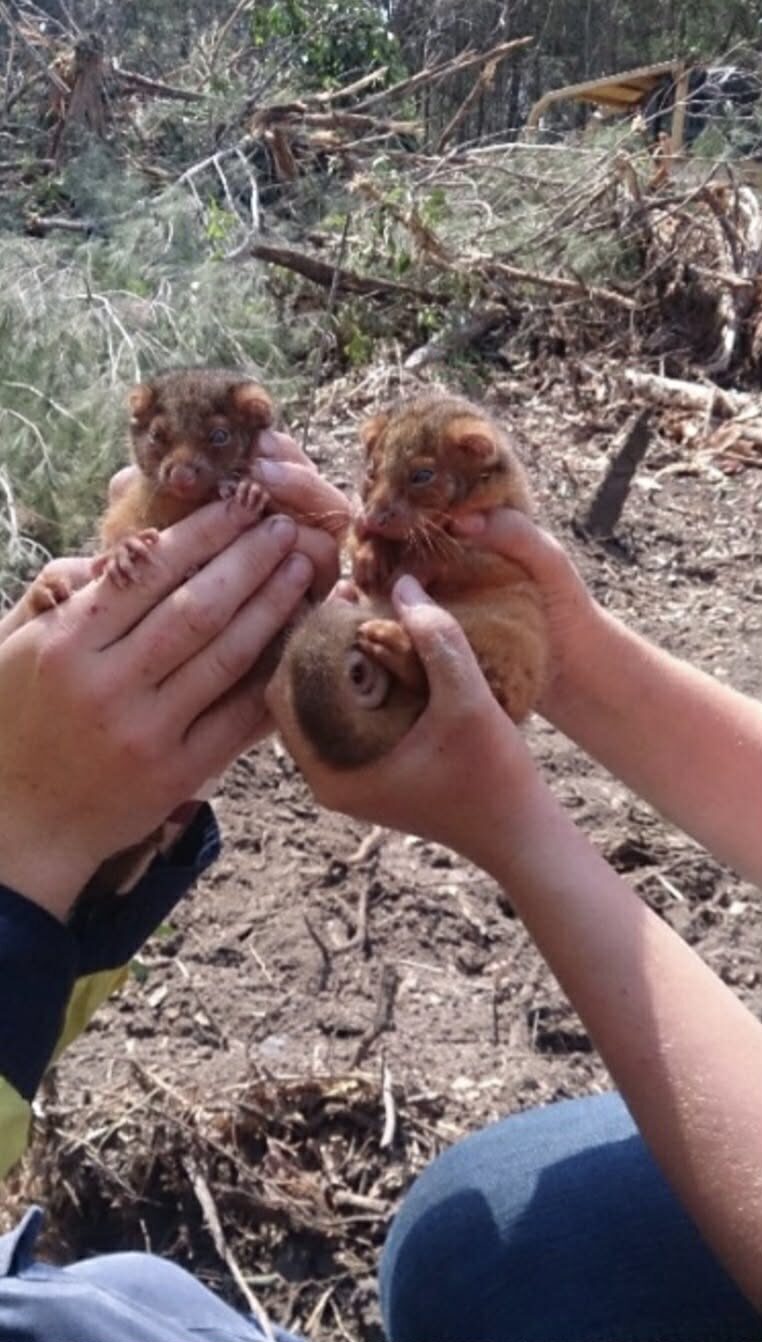 Brushtail possums safely relocated from a clearing site in South East Queensland by GoNative Environmental Services